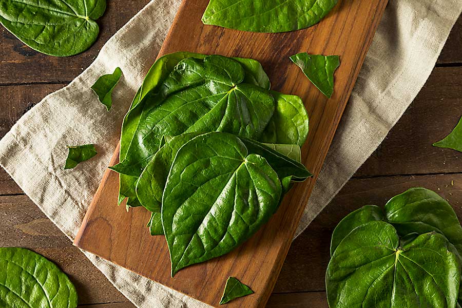 Exploring the Multiple Uses of Red Betel Leaves for Your Body, from Teeth to Stomach